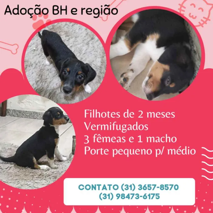 Cachorro raça Srd idade Abaixo de 2 meses nome Filhotinhos