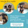 Filhotinhas