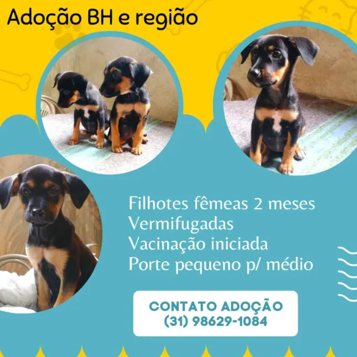 Cachorro raça Srd idade Abaixo de 2 meses nome Filhotinhas