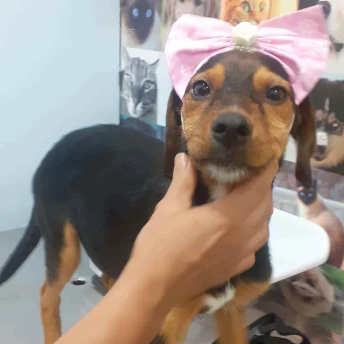 Cachorro ra a SRD idade 2 a 6 meses nome Rubi