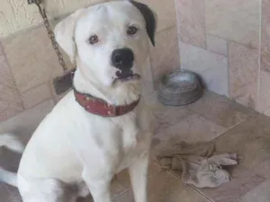 Cachorro raça Dogo idade  nome Eros
