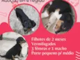 Filhotinhos