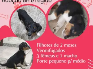 Cachorro raça Srd idade Abaixo de 2 meses nome Filhotinhos
