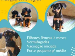 Cachorro raça Srd idade Abaixo de 2 meses nome Filhotinhas