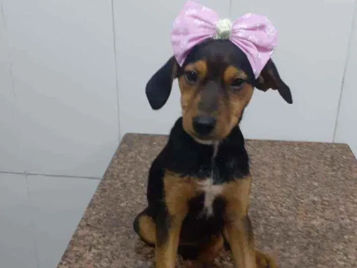Cachorro ra a SRD idade 2 a 6 meses nome Rubi