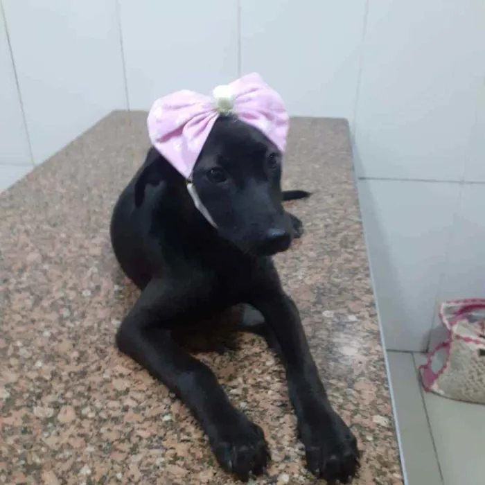 Cachorro ra a SRD idade 2 a 6 meses nome Pretinha