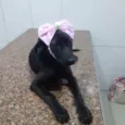 Pretinha