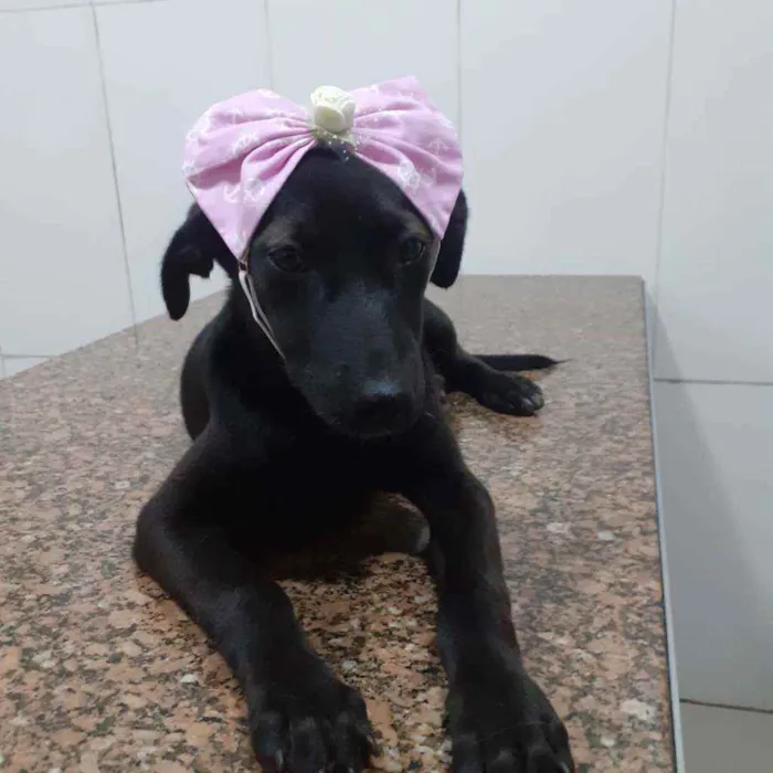 Cachorro ra a SRD idade 2 a 6 meses nome Pretinha