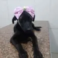 Pretinha
