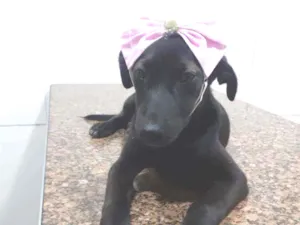 Cachorro raça SRD idade 2 a 6 meses nome Pretinha