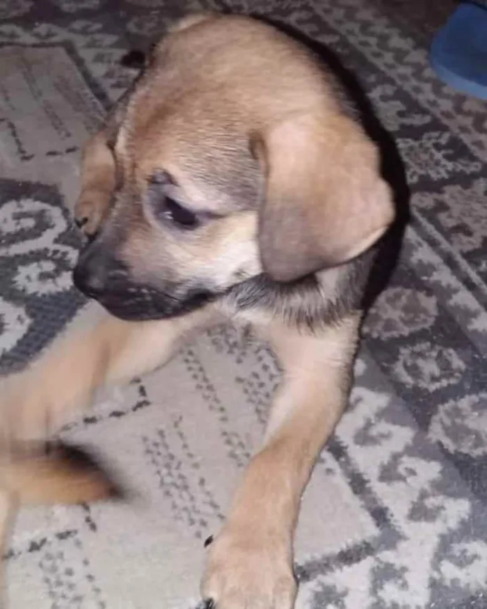Cachorro ra a SRD idade 2 a 6 meses nome Kiteria 
