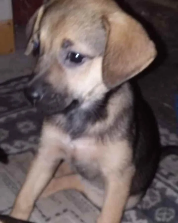 Cachorro ra a SRD idade 2 a 6 meses nome Kiteria 