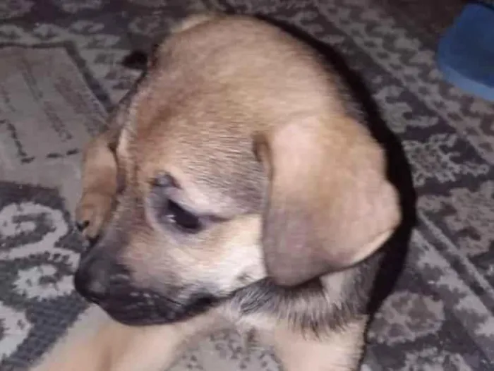 Cachorro ra a SRD idade 2 a 6 meses nome Kiteria 