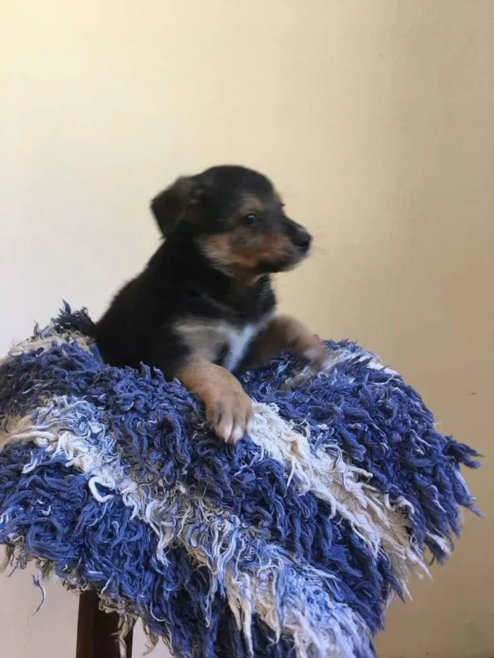 Cachorro raça RND idade Abaixo de 2 meses nome THOR