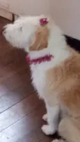 Não tem