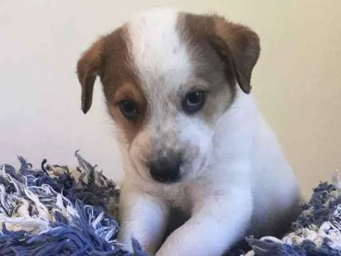 Cachorro raça RND idade Abaixo de 2 meses nome GOLIAS