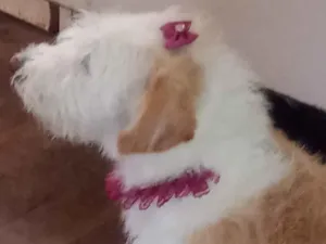 Cachorro raça Mistura idade 2 anos nome Não tem