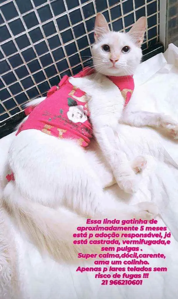 Gato ra a SRD idade 2 a 6 meses nome ...