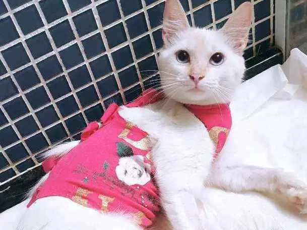 Gato ra a SRD idade 2 a 6 meses nome ...