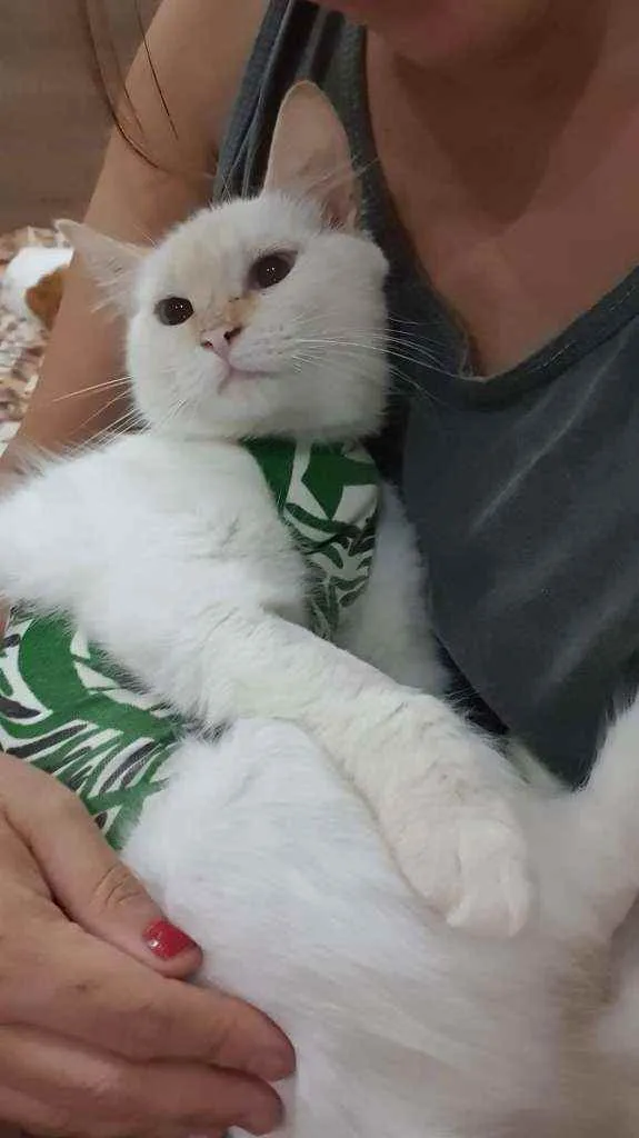 Gato ra a SRD idade 2 a 6 meses nome ...