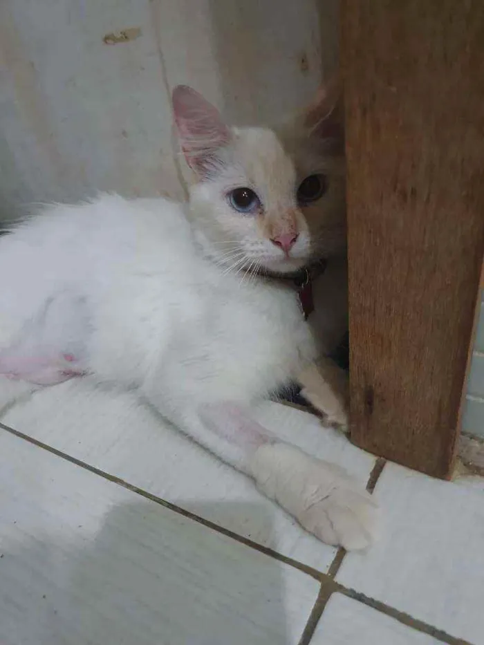 Gato ra a SRD idade 2 a 6 meses nome ...