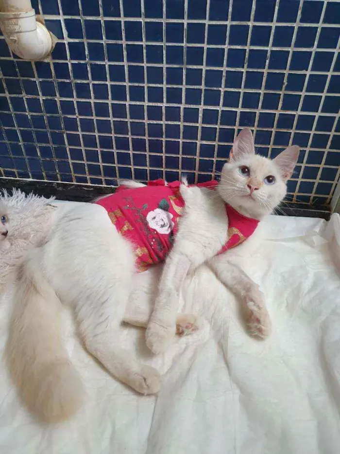 Gato ra a SRD idade 2 a 6 meses nome ...