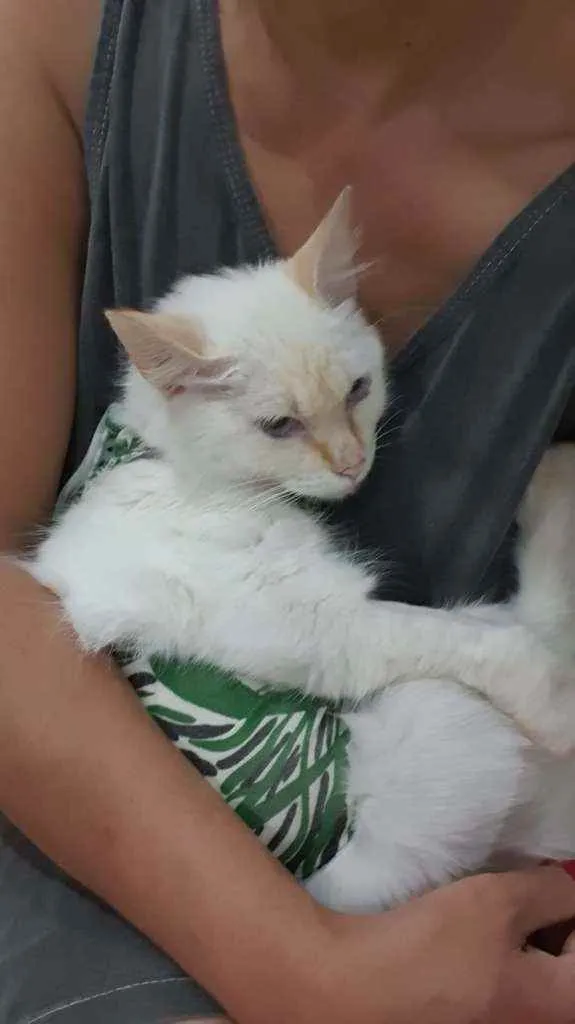 Gato ra a SRD idade 2 a 6 meses nome ...