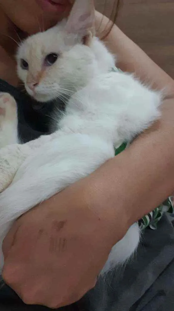 Gato ra a SRD idade 2 a 6 meses nome ...