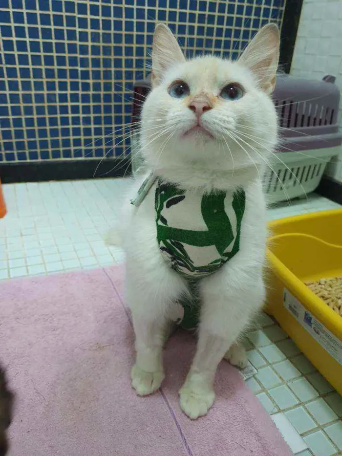 Gato ra a SRD idade 2 a 6 meses nome ...