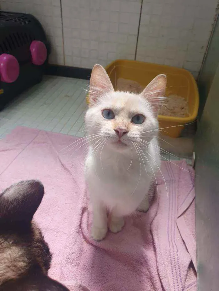 Gato ra a SRD idade 2 a 6 meses nome ...