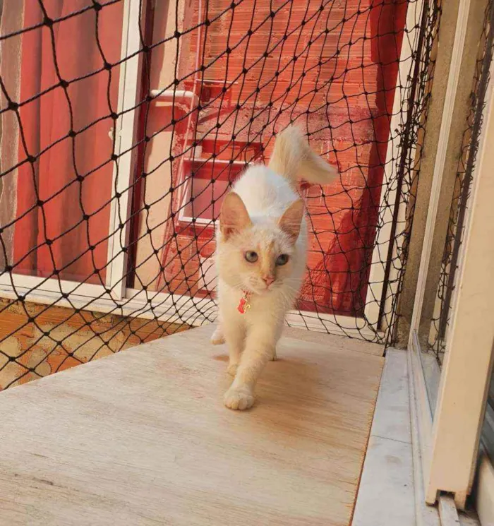 Gato ra a SRD idade 2 a 6 meses nome ...