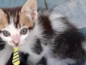 Gato raça Mestiço  idade 2 a 6 meses nome Nino 