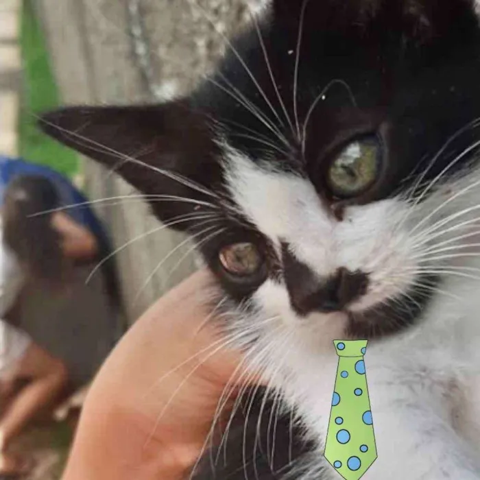 Gato ra a Mestiço  idade 2 a 6 meses nome Tom 