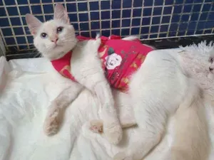 Gato raça SRD idade 2 a 6 meses nome ...