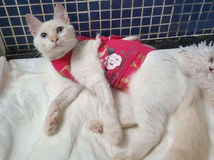 Gato ra a SRD idade 2 a 6 meses nome ...