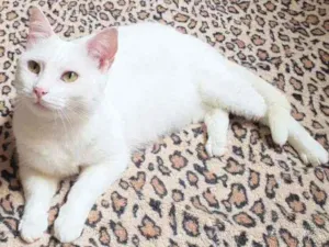 Gato raça SRD idade 1 ano nome Pérola