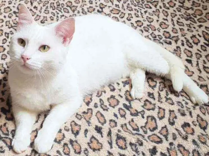 Gato ra a SRD idade 1 ano nome Pérola