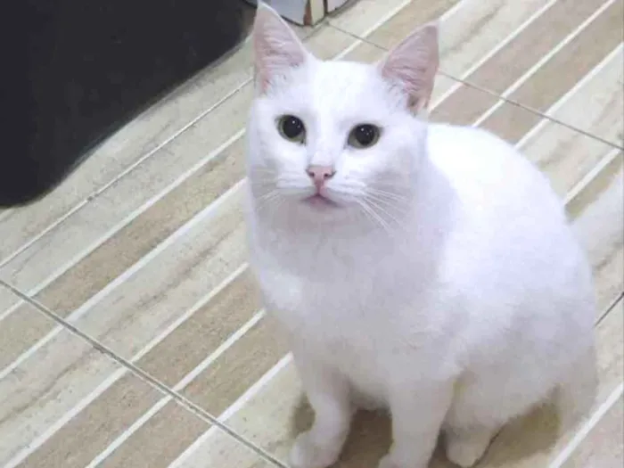 Gato ra a SRD idade 1 ano nome Pérola