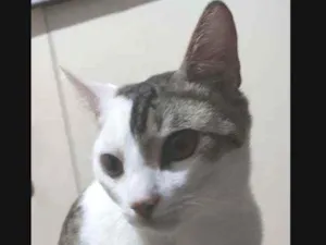 Gato raça Vira lata  idade 2 anos nome Thuy borges