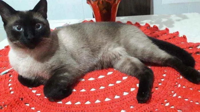 Gato ra a Siamês  idade 5 anos nome Ted