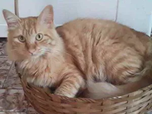 Gato raça Srd idade 7 a 11 meses nome Cindy Susy Sandy