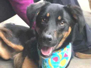Cachorro raça Srd idade 7 a 11 meses nome Bela