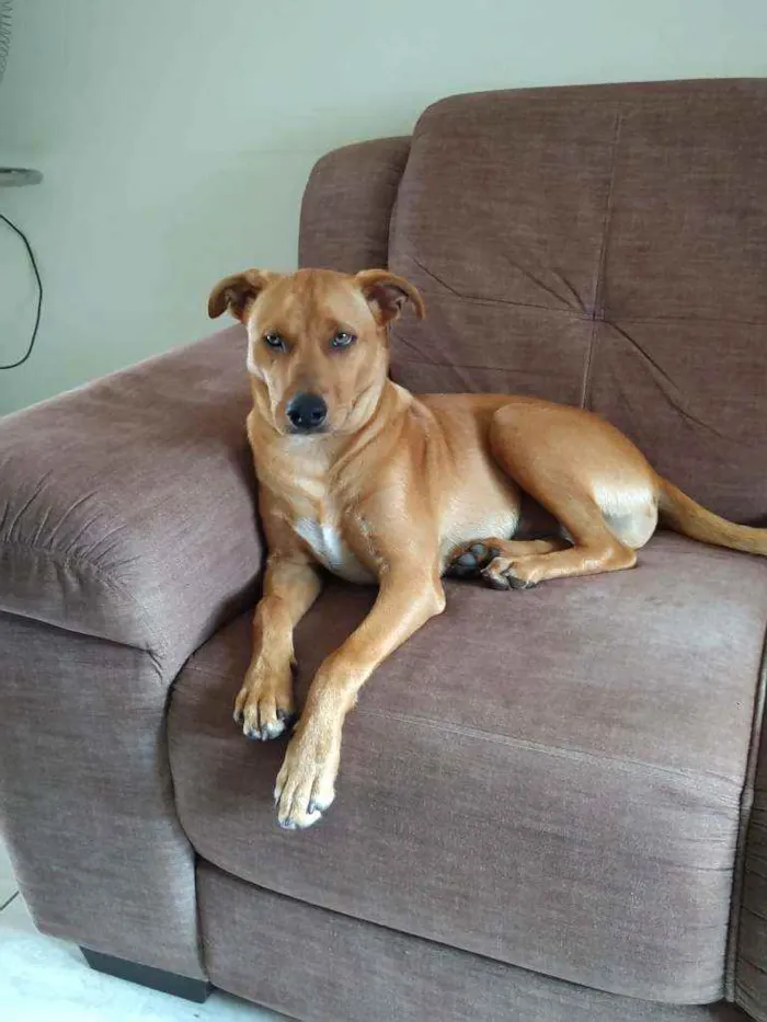 Cachorro raça Indefinida, muito lindo idade 2 a 6 meses nome Tom