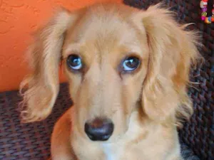Cachorro raça Bassê de pelo longo idade 2 a 6 meses nome Faísca