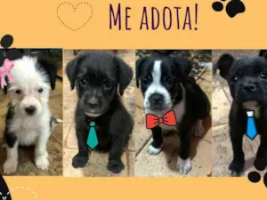 Cachorro raça SRD idade Abaixo de 2 meses nome Pretinhos