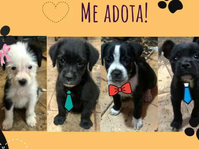 Cachorro ra a SRD idade Abaixo de 2 meses nome Pretinhos