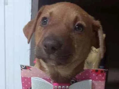 Cachorro raça SRD  idade 2 a 6 meses nome Sol
