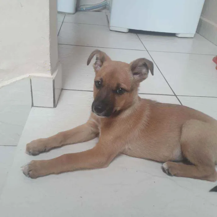 Cachorro raça Sdr idade 2 a 6 meses nome Lessi