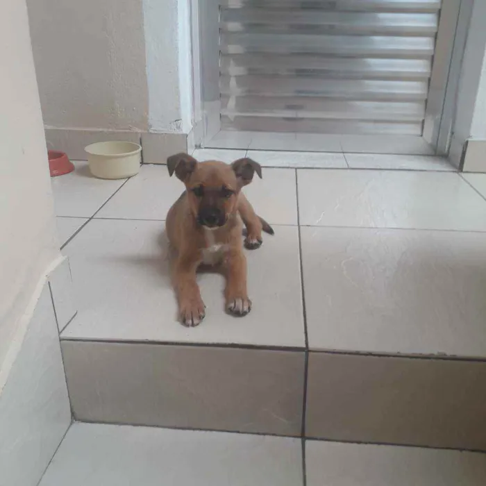 Cachorro raça Sdr idade 2 a 6 meses nome Lessi