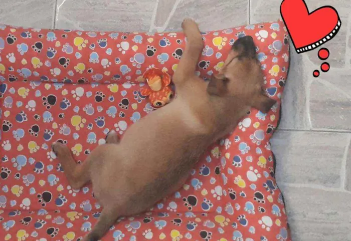 Cachorro raça Sdr idade 2 a 6 meses nome Lessi